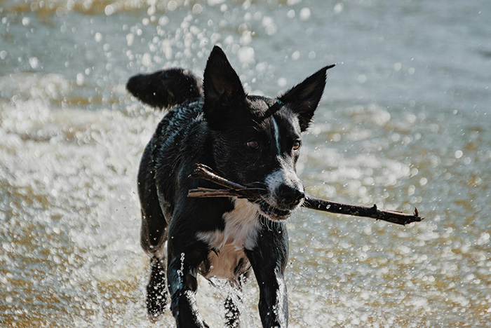 about-dog-river pug reaching up and surrounded by paw and bone doodles