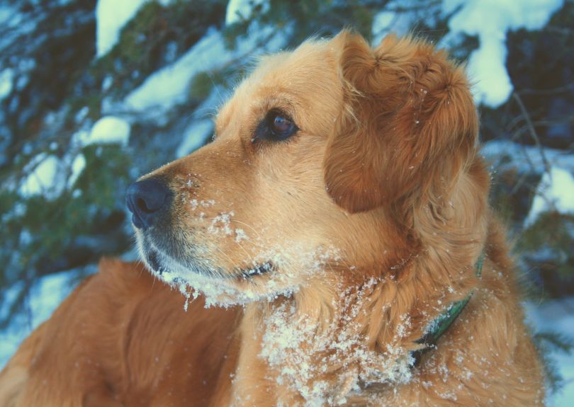Benefits for Pets and Pet Owners