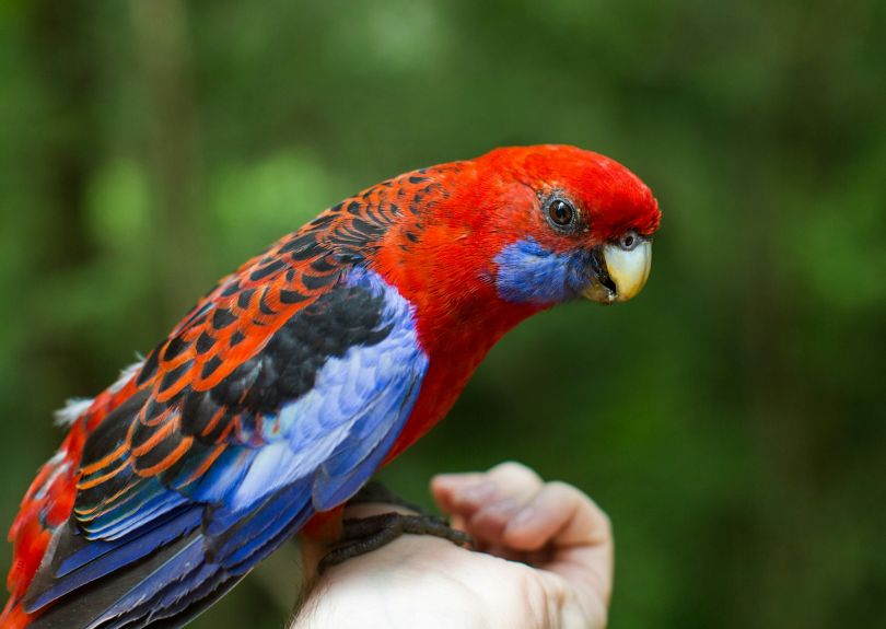 Avian Veterinary Care