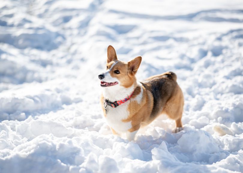 Why Choose Us For Your Pet’s Surgery Procedure?