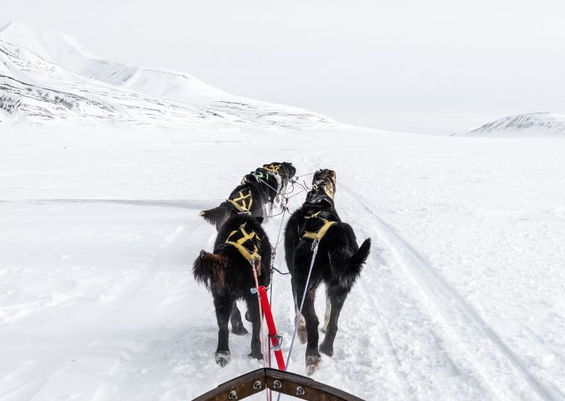 Sled Dogs cta
