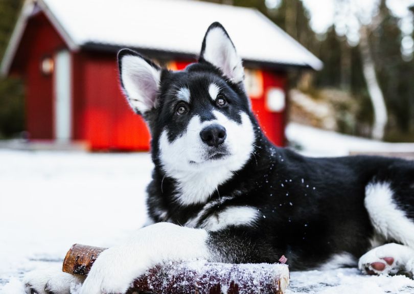Enhancing Your Pet’s Quality of Life—Naturally