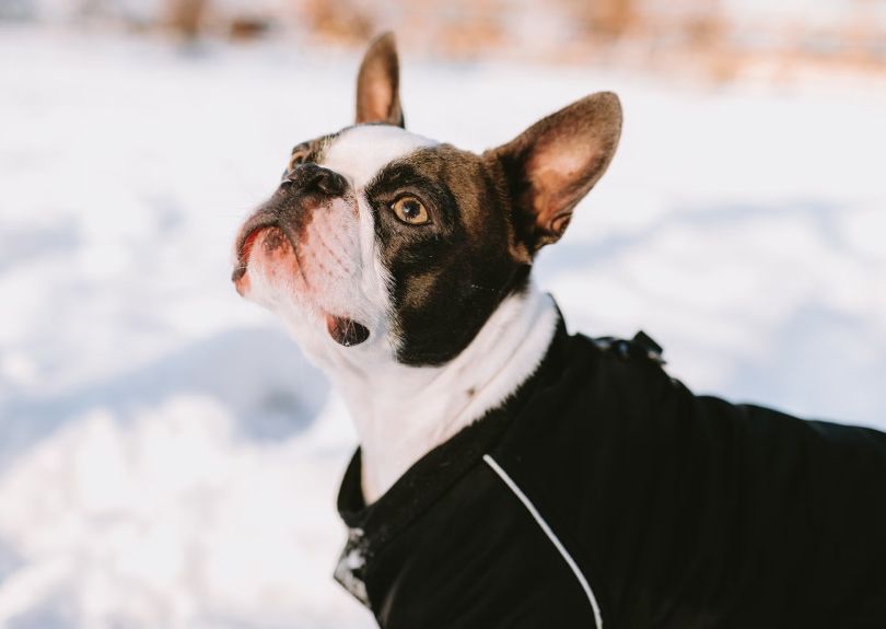 Our Pet Dentistry Services