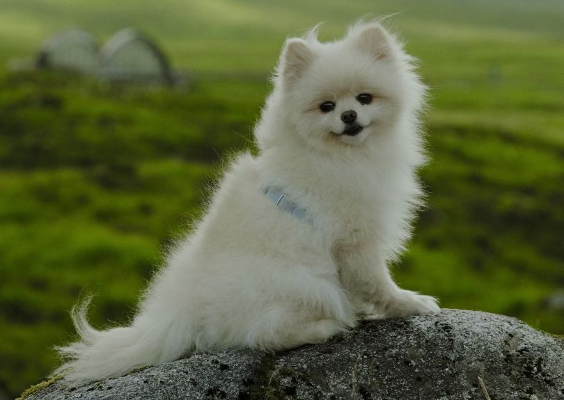 Pet Parasite Prevention