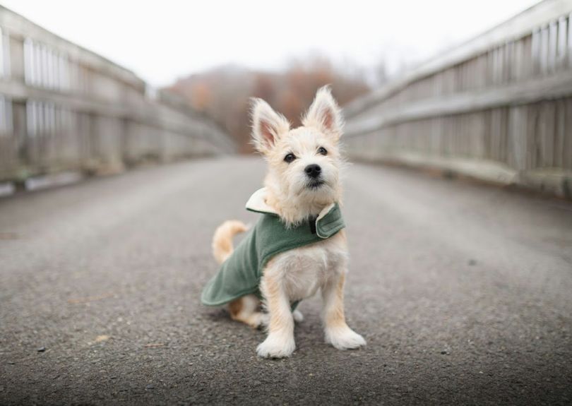 Why Choose Ravenwood Veterinary Clinic?