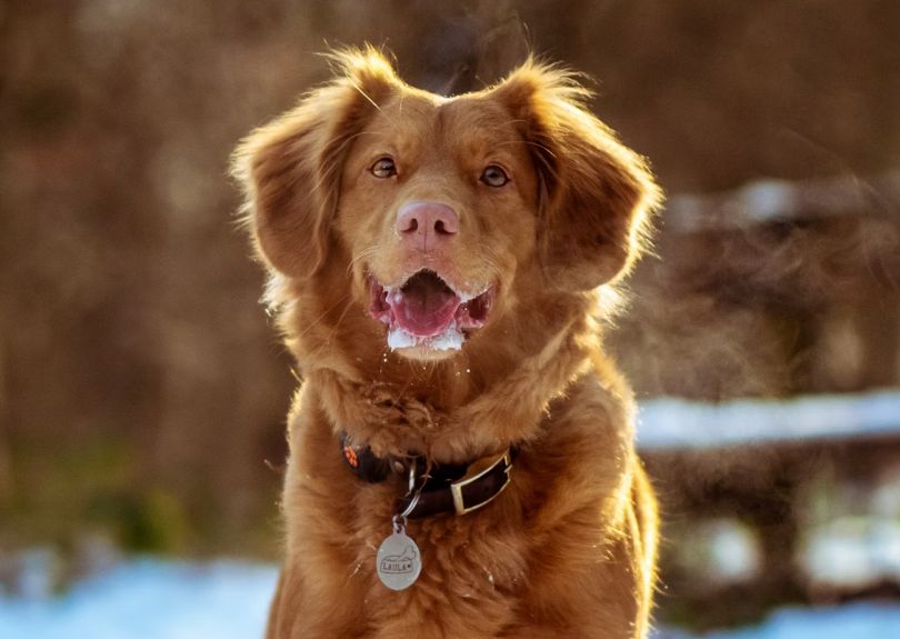 Home Euthanasia Option