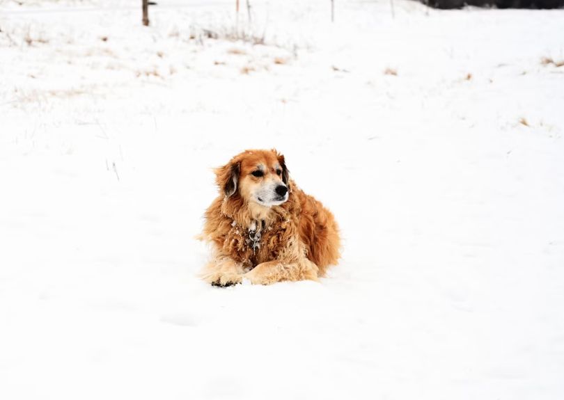 What Is Pet Laser Therapy?