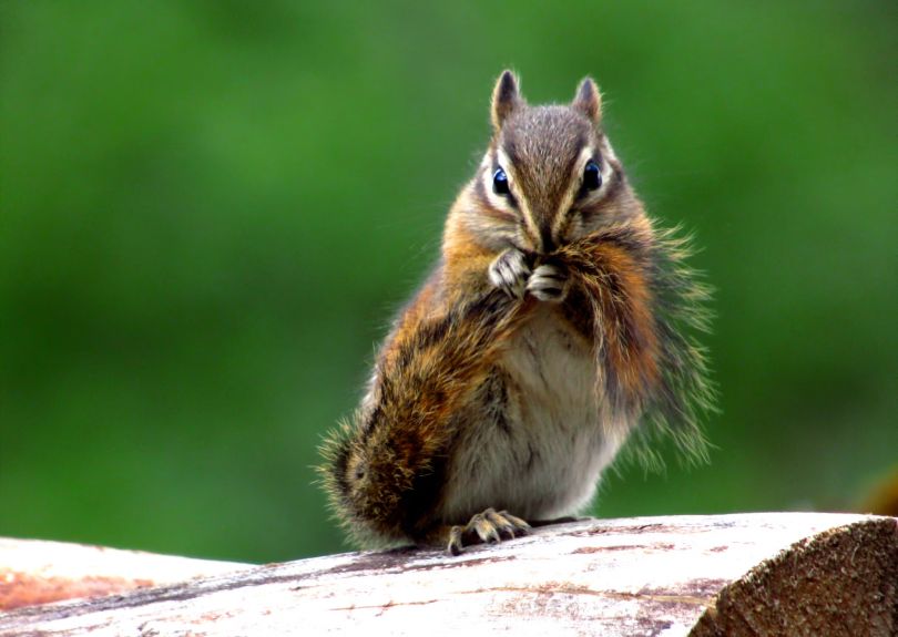 Small Mammal Veterinary Care