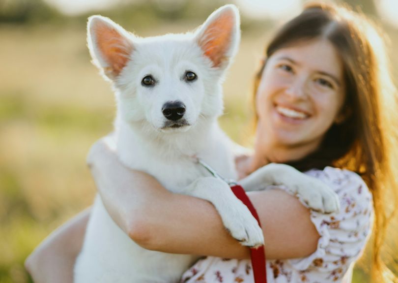 How Acupuncture Works for Pets