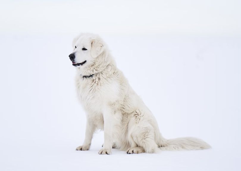 Ready to Prioritize Your Pet’s Health? Let’s partner together for a healthier tomorrow.
