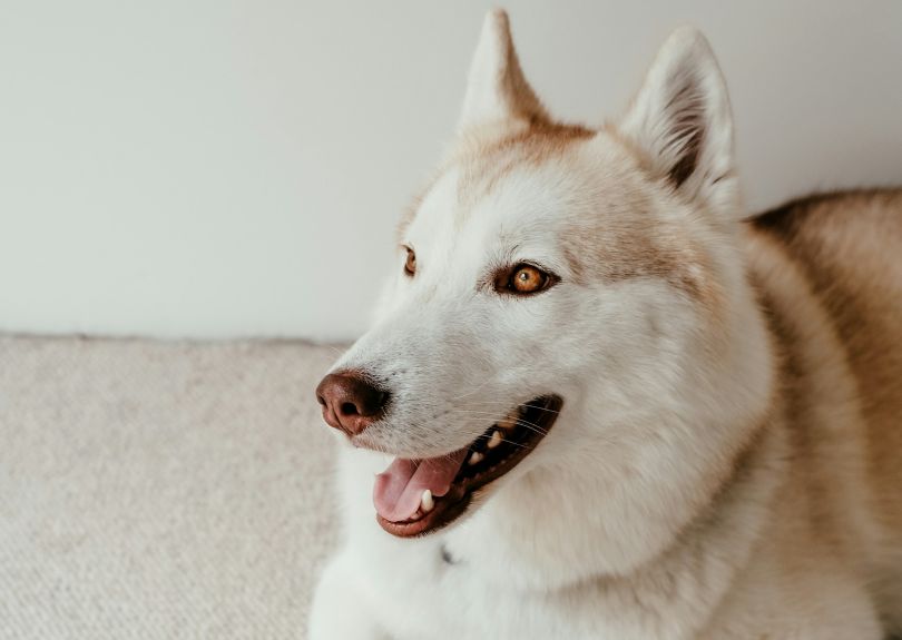 Is Laser Therapy Right for Your Pet?