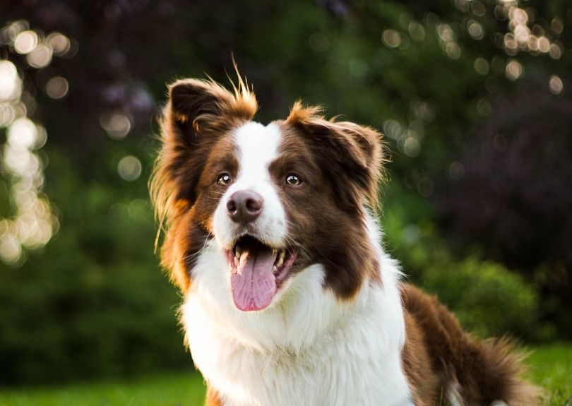 Pet Wellness Exams & Routine Checkups