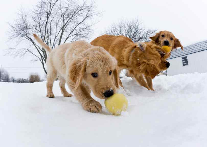 Why Pet Dental Care Is So Important
